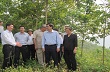 Kiểm tra khả năng chịu rét của cây cao su tại các tỉnh Tây Bắc